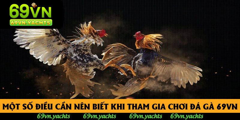 Một số điều cần nên biết khi tham gia chơi đá gà 69vn Một số điều cần nên biết khi tham gia chơi đá gà 69vn
